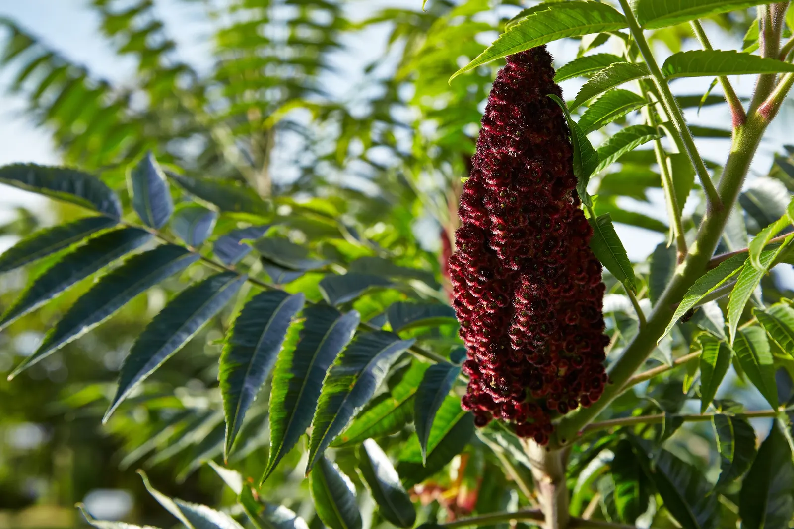Staghorn Sumac (Rhus Typhina) — These berries are a valuable food source for wildlife; the foliage transforms into spectacular shades of yellow, image 93