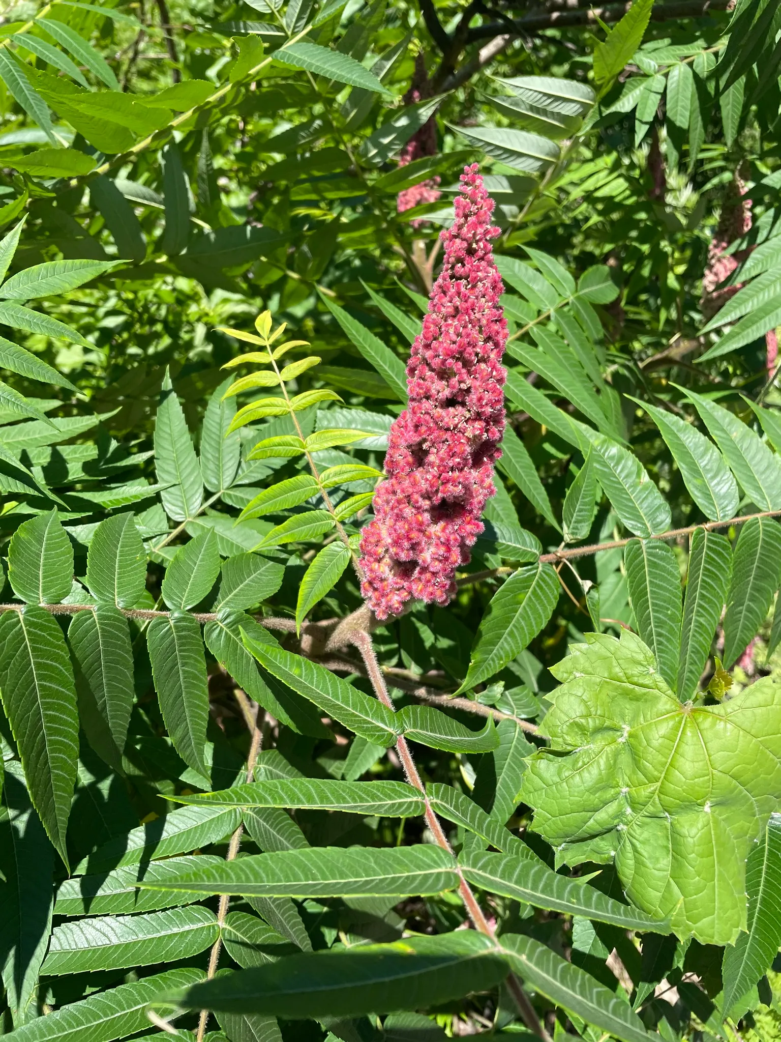 Staghorn Sumac (Rhus Typhina) — The plant prefers well-draining soil but tolerates a variety of conditions; this plant features velvety branches resembling
