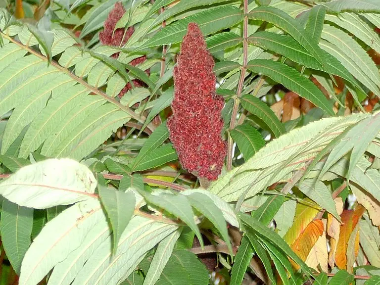 Staghorn Sumac (Rhus Typhina) — Staghorn Sumac is an excellent choice for adding structure and seasonal color to any garden