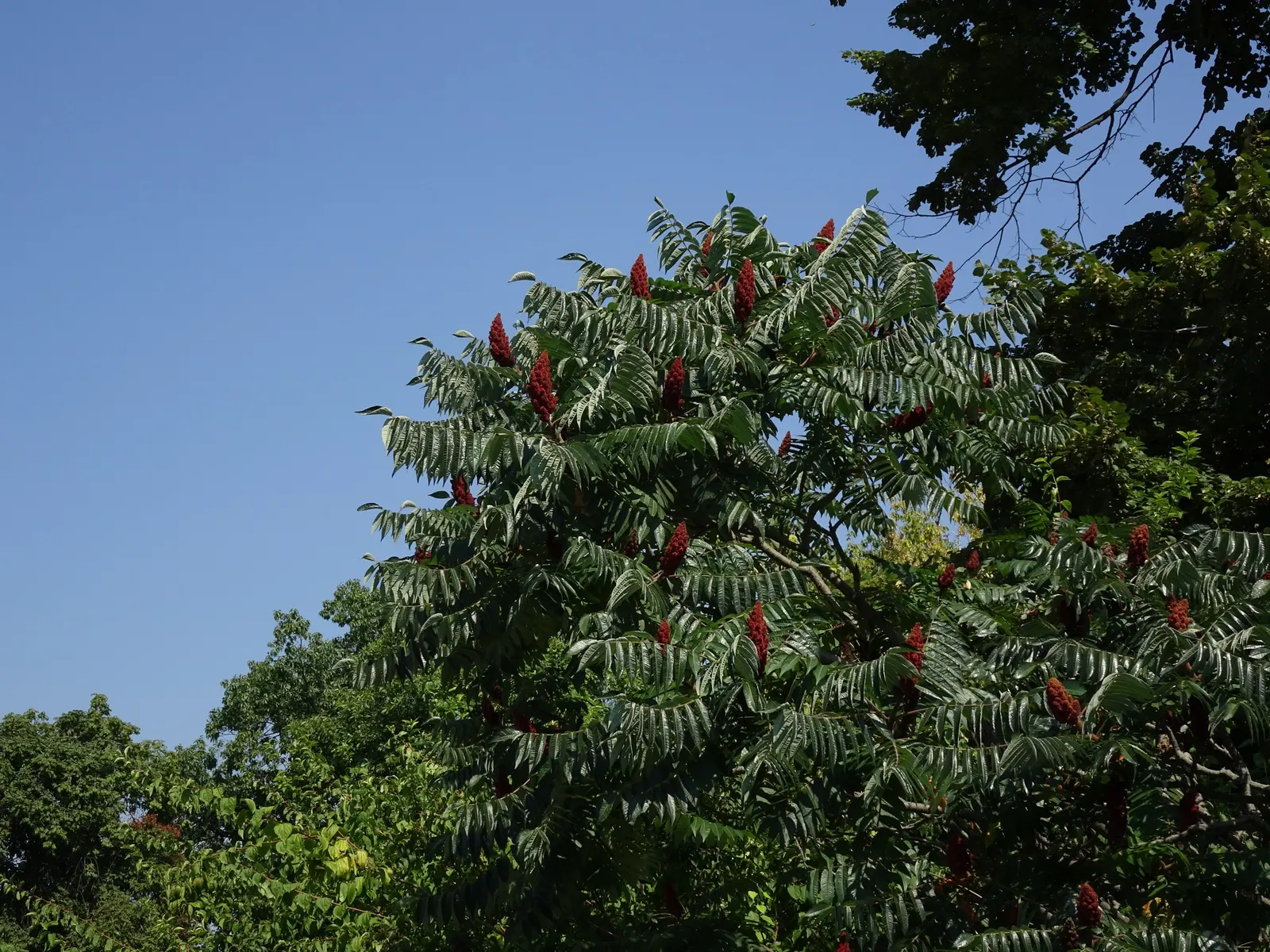 Staghorn Sumac (Rhus Typhina) — consider its potential to spread through suckers, image 127