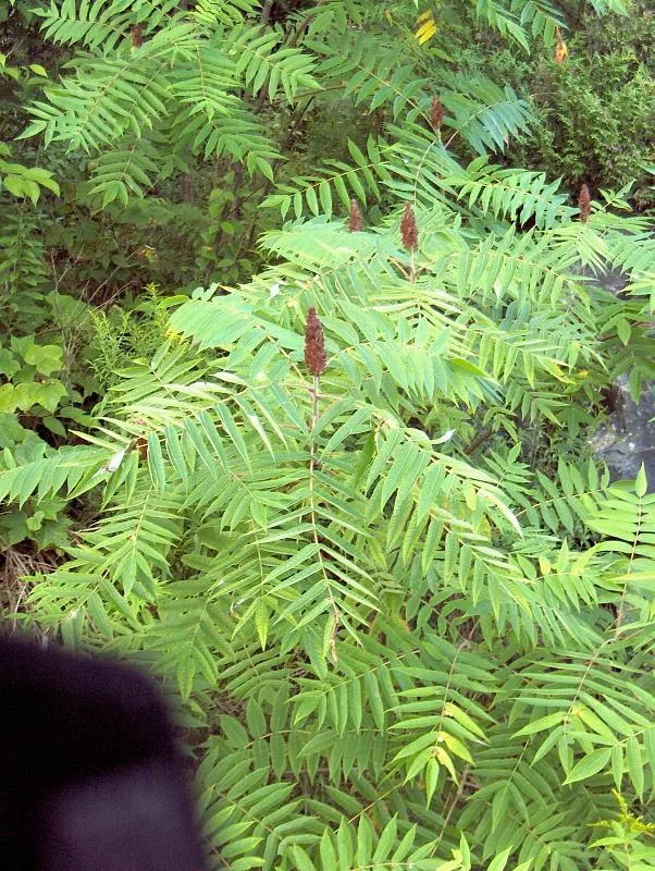 Staghorn Sumac (Rhus Typhina) — this plant features velvety branches resembling deer antlers; its pinnately compound leaves, image 69