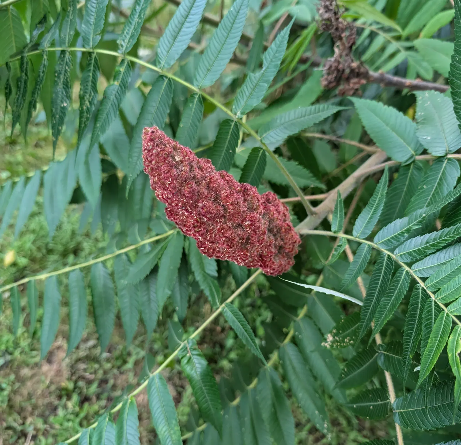 Staghorn Sumac (Rhus Typhina) — making them a low-maintenance choice for impactful seasonal color, image 39