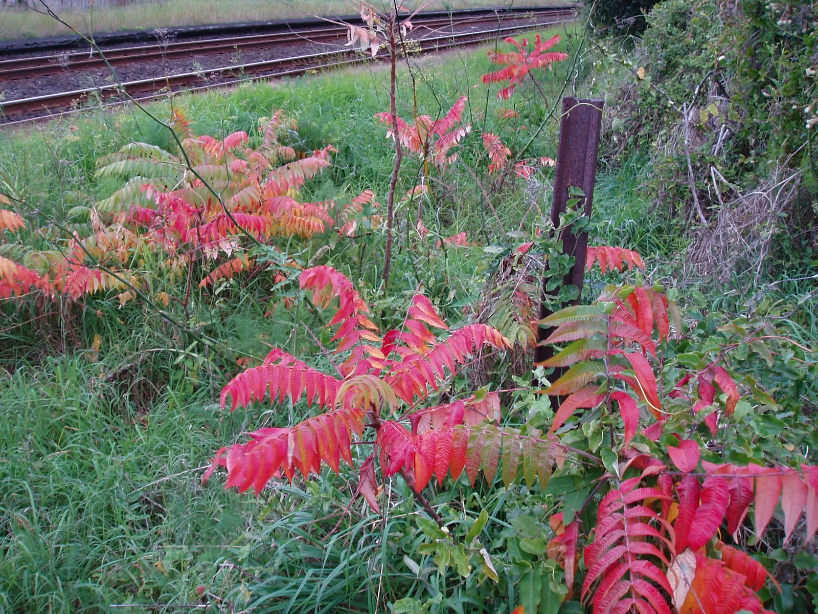 Staghorn Sumac (Rhus Typhina) — its pinnately compound leaves; followed by eye-catching clusters of fuzzy, image 117