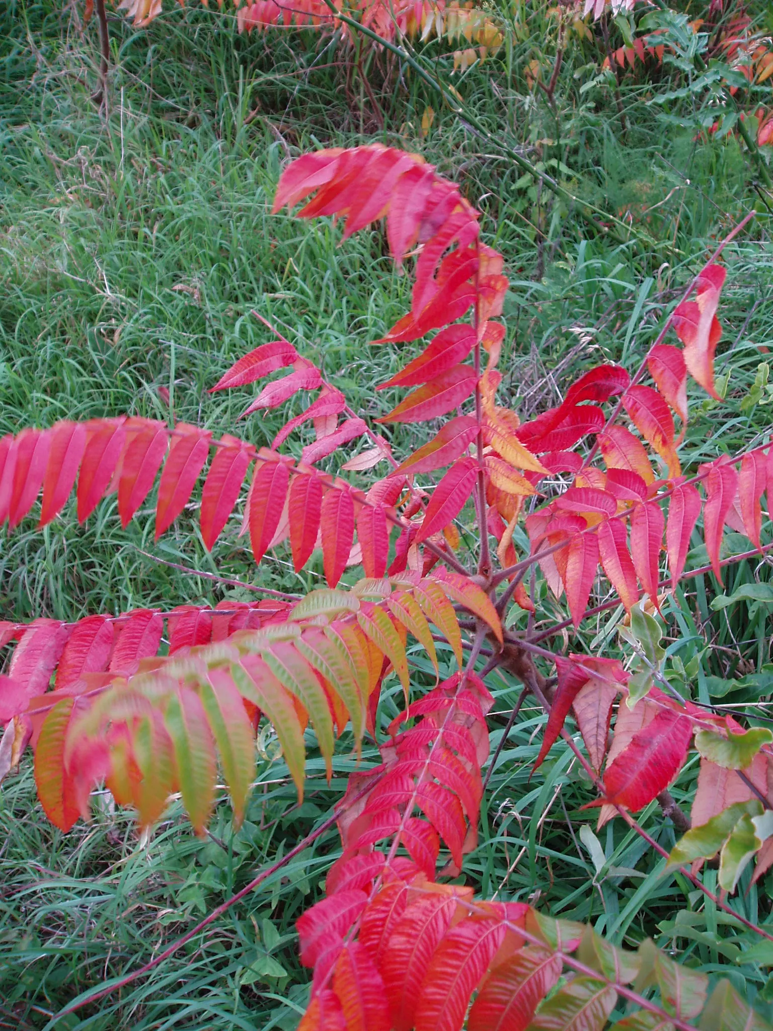 Staghorn Sumac (Rhus Typhina) — consider its potential to spread through suckers, image 94