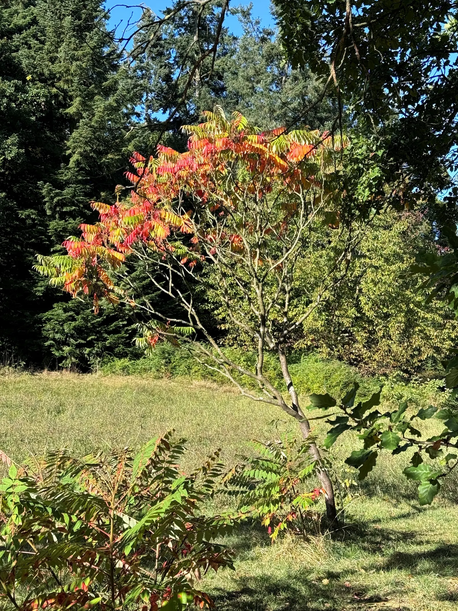Staghorn Sumac (Rhus Typhina) — the foliage transforms into spectacular shades of yellow