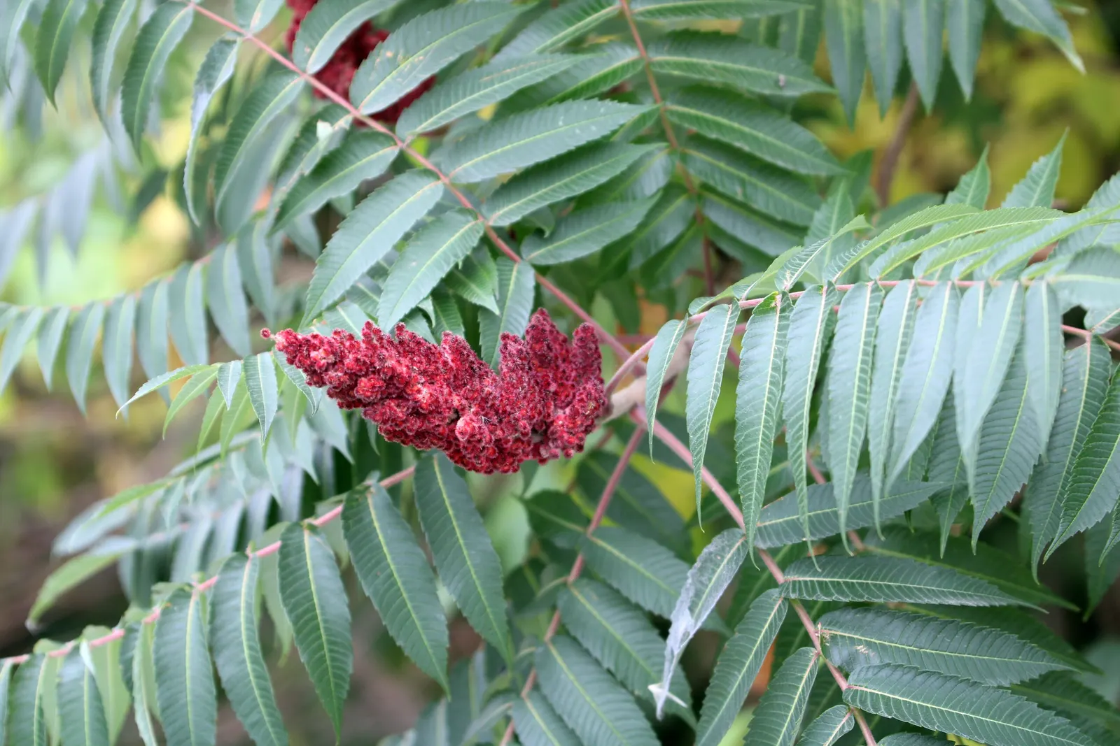 Staghorn Sumac (Rhus Typhina) — provide a lush green canopy; they thrive in well-drained soils and are drought-tolerant
