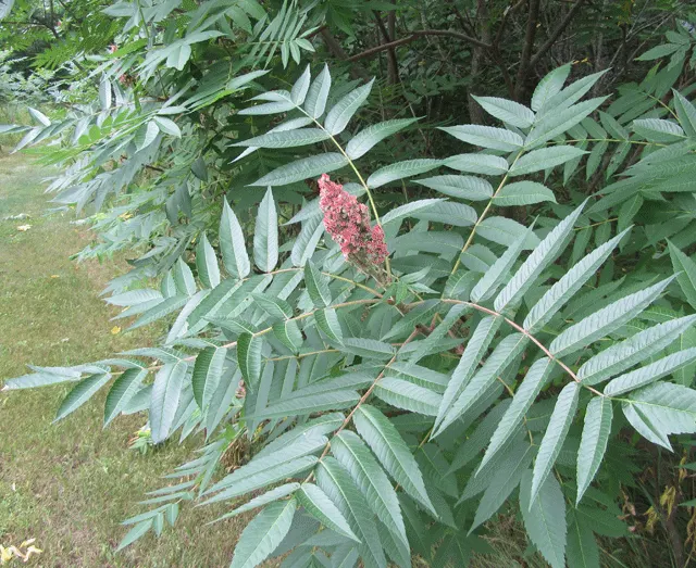 Staghorn Sumac (Rhus Typhina) — adding multi-season interest; the Staghorn Sumac thrives in full sun to partial shade, image 125