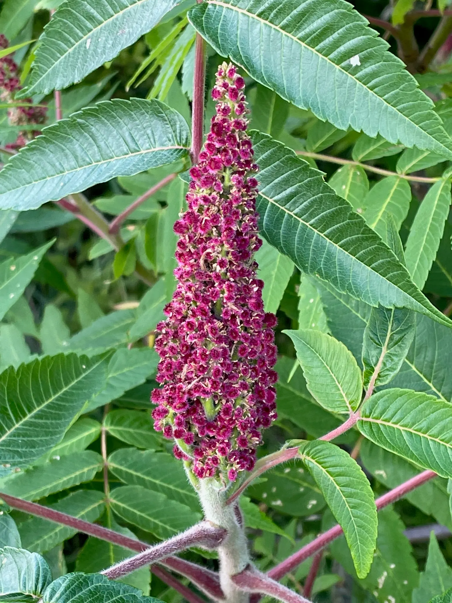 Staghorn Sumac (Rhus Typhina) — Staghorn Sumac produces dense panicles of greenish-yellow flowers in the summer; adding multi-season interest