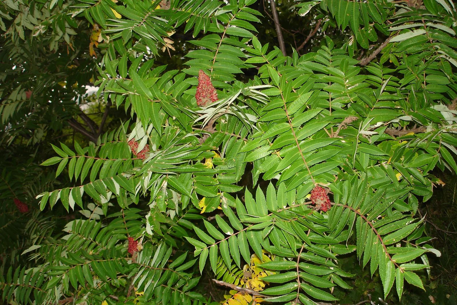 Staghorn Sumac (Rhus Typhina) — they thrive in well-drained soils and are drought-tolerant; staghorn Sumac is an excellent choice for adding, image 104
