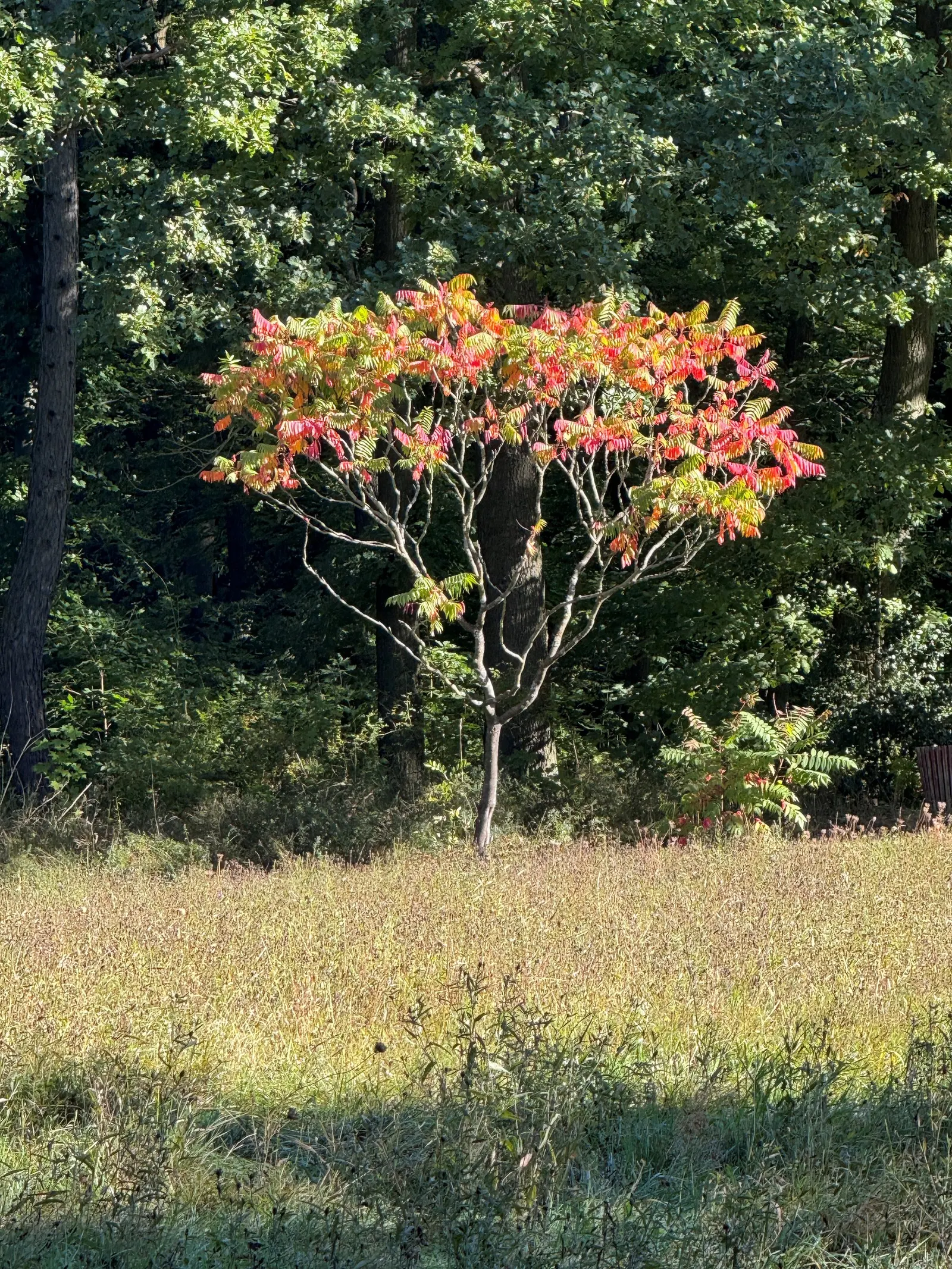 Staghorn Sumac (Rhus Typhina) — consider its potential to spread through suckers