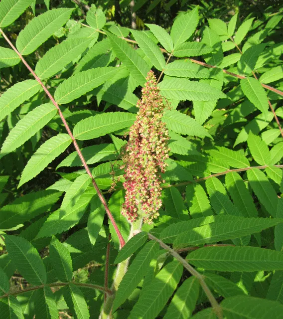 Staghorn Sumac (Rhus Typhina) — Sumacs produce crimson fruit clusters, adding winter interest; red berries that linger into winter, image 103