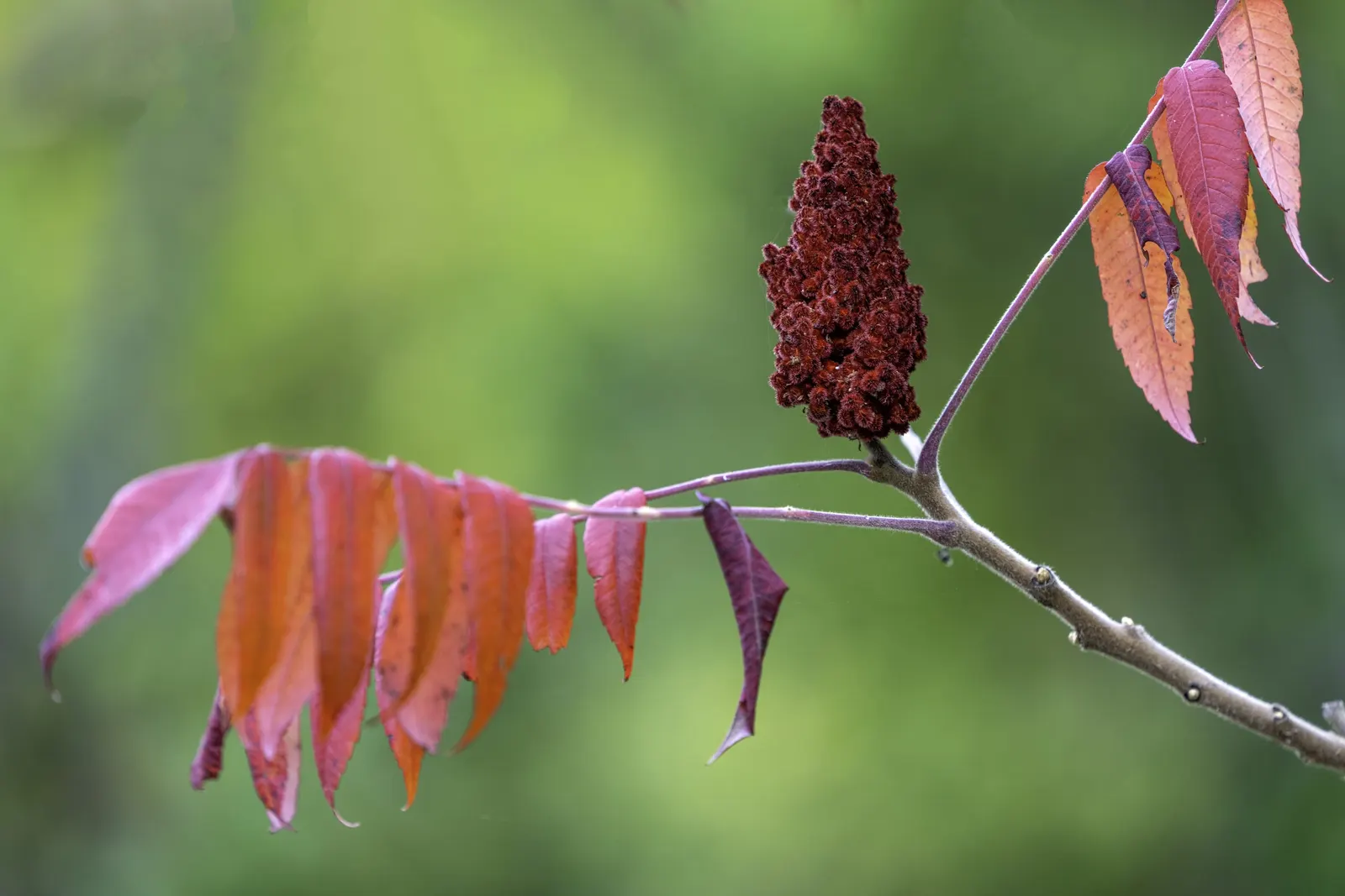 Staghorn Sumac (Rhus Typhina) — shrub / tree for full or half or shade; regular pruning may be necessary to maintain its shape and size within the intended