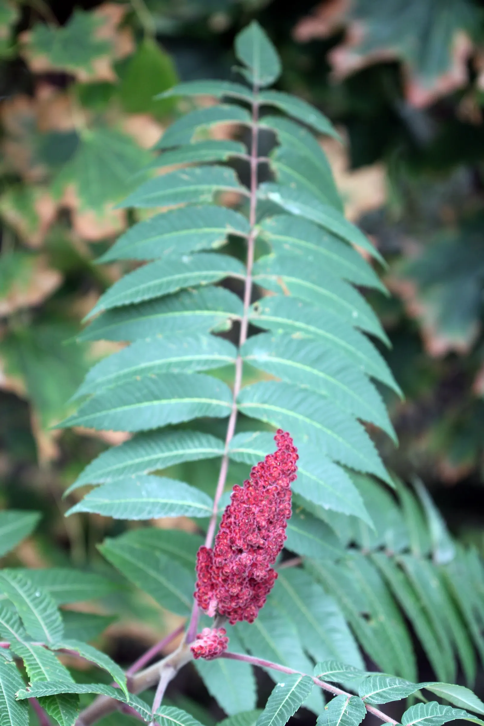 Staghorn Sumac (Rhus Typhina) — offering a brilliant autumnal display.<br><br>Furthermore