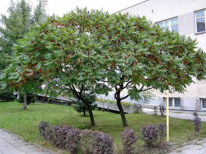 Staghorn Sumac (Rhus Typhina) — they thrive in well-drained soils and are drought-tolerant