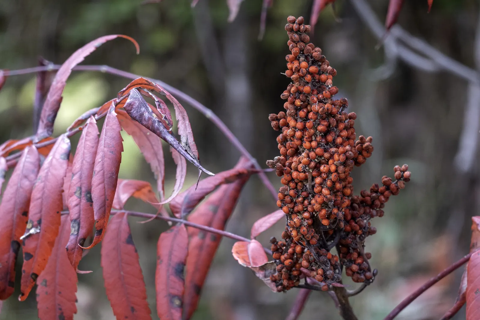 Staghorn Sumac (Rhus Typhina) — they thrive in well-drained soils and are drought-tolerant; staghorn Sumac is an excellent choice for adding, image 71