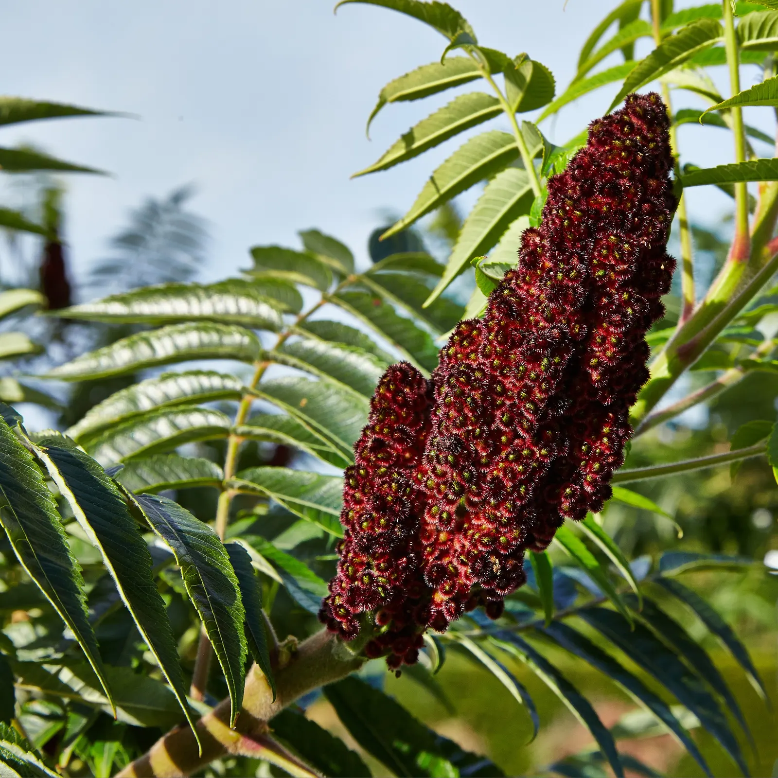 Staghorn Sumac (Rhus Typhina) — offering a brilliant autumnal display.<br><br>Furthermore; which can grow up to 2 feet in length