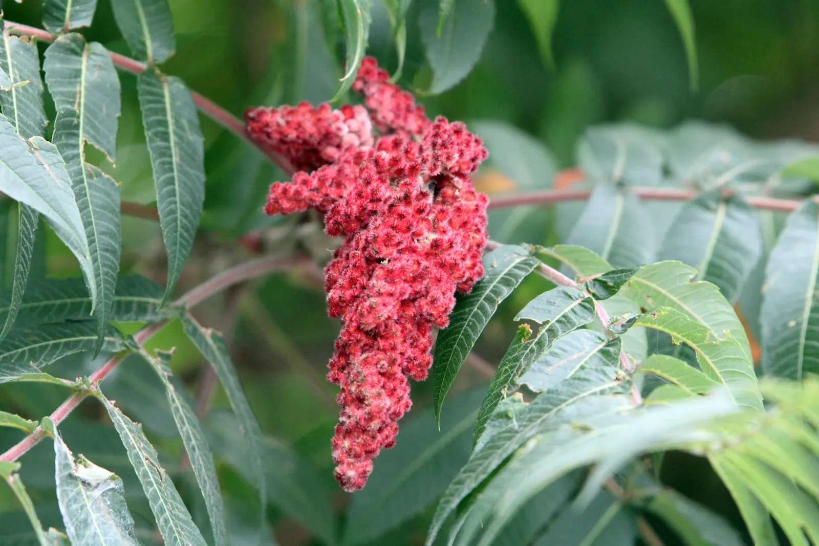 Staghorn Sumac (Rhus Typhina) — With its engaging aesthetics and low-maintenance nature; including dry and poor soils