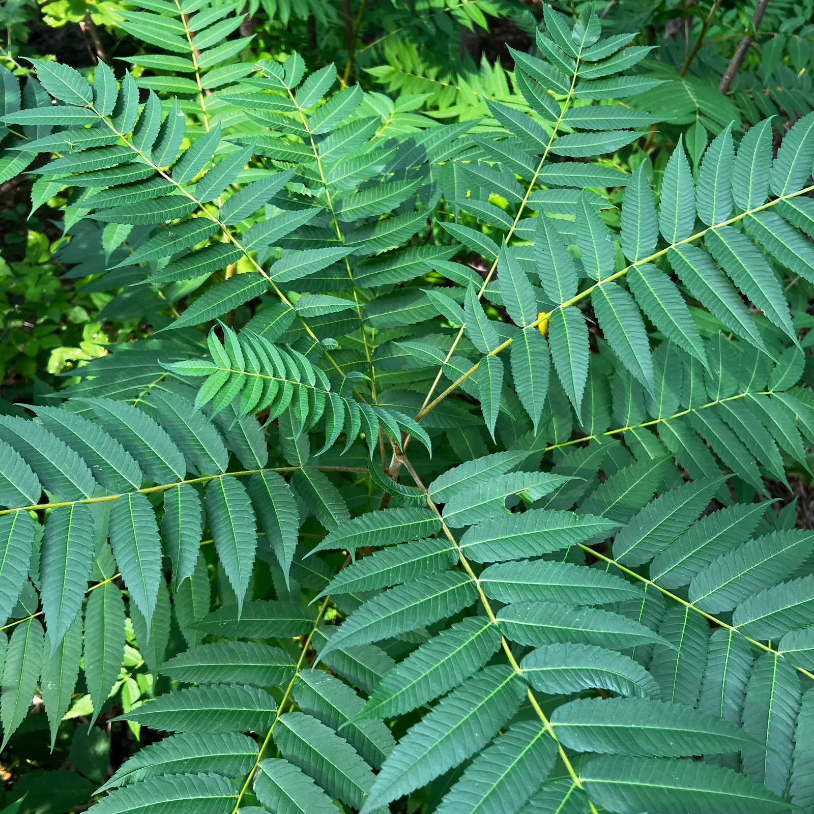 Staghorn Sumac (Rhus Typhina) — making it a resilient choice for many landscapes.<br><br>During the growing season, image 116