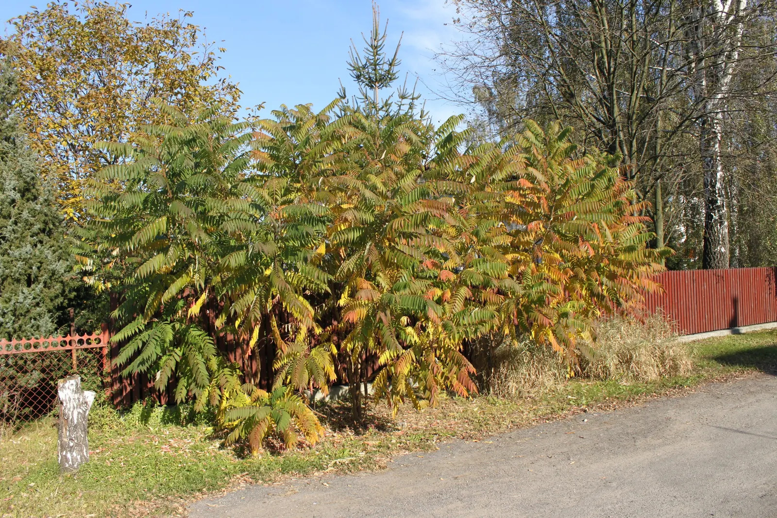 Staghorn Sumac (Rhus Typhina) — Staghorn Sumac (Rhus typhina) is a striking deciduous shrub, attaining 15-25 feet in height and spread; sumacs produce crimson