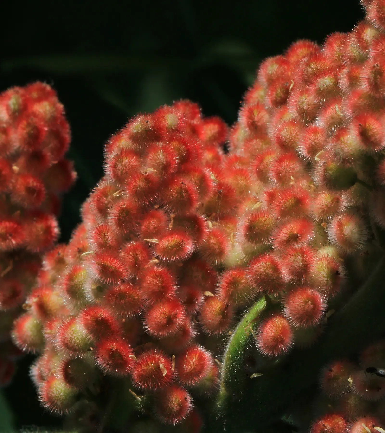 Staghorn Sumac (Rhus Typhina) — followed by eye-catching clusters of fuzzy; shrub / tree for full or half or shade, image 90