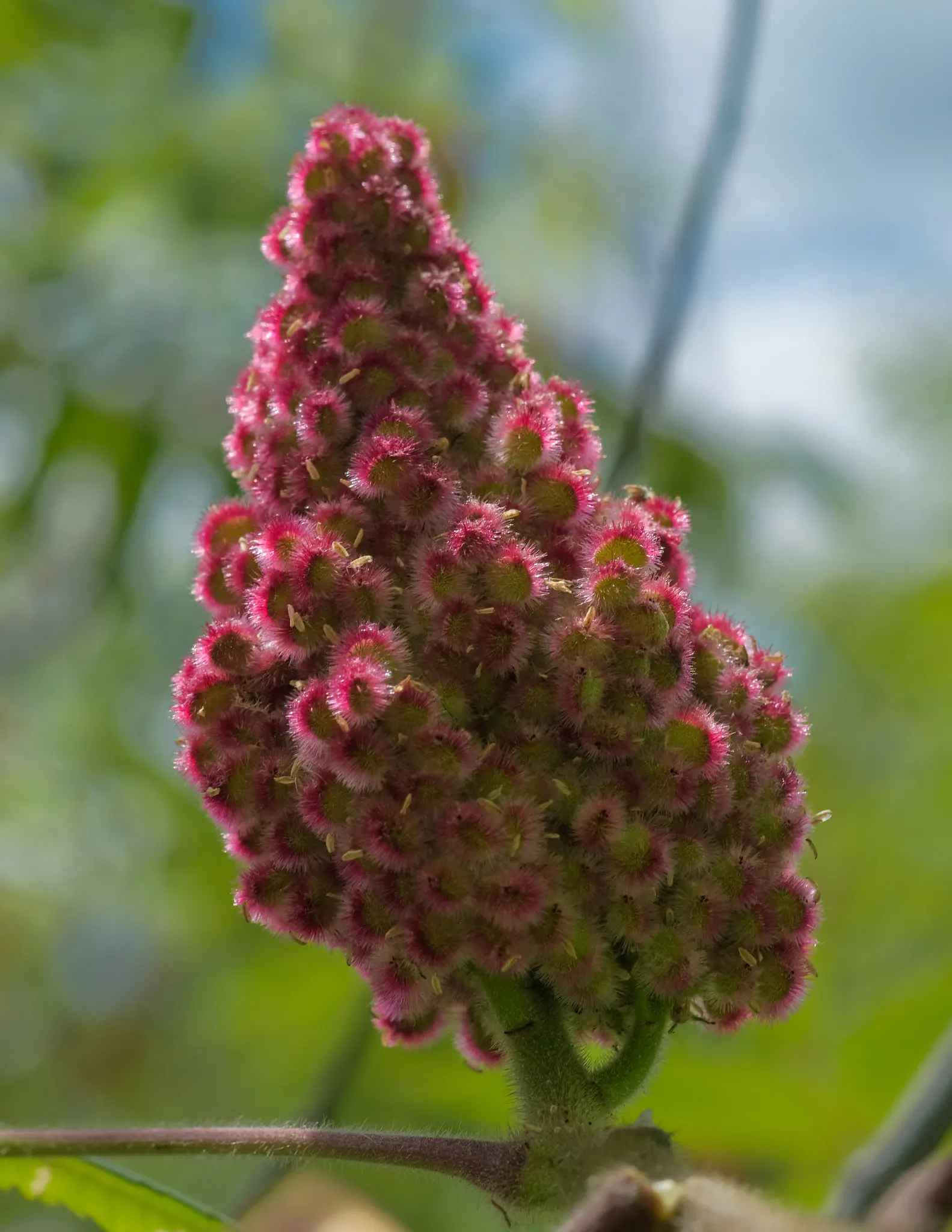 Staghorn Sumac (Rhus Typhina) — Staghorn Sumac (Rhus typhina) is a striking deciduous shrub, attaining 15-25 feet in height and spread