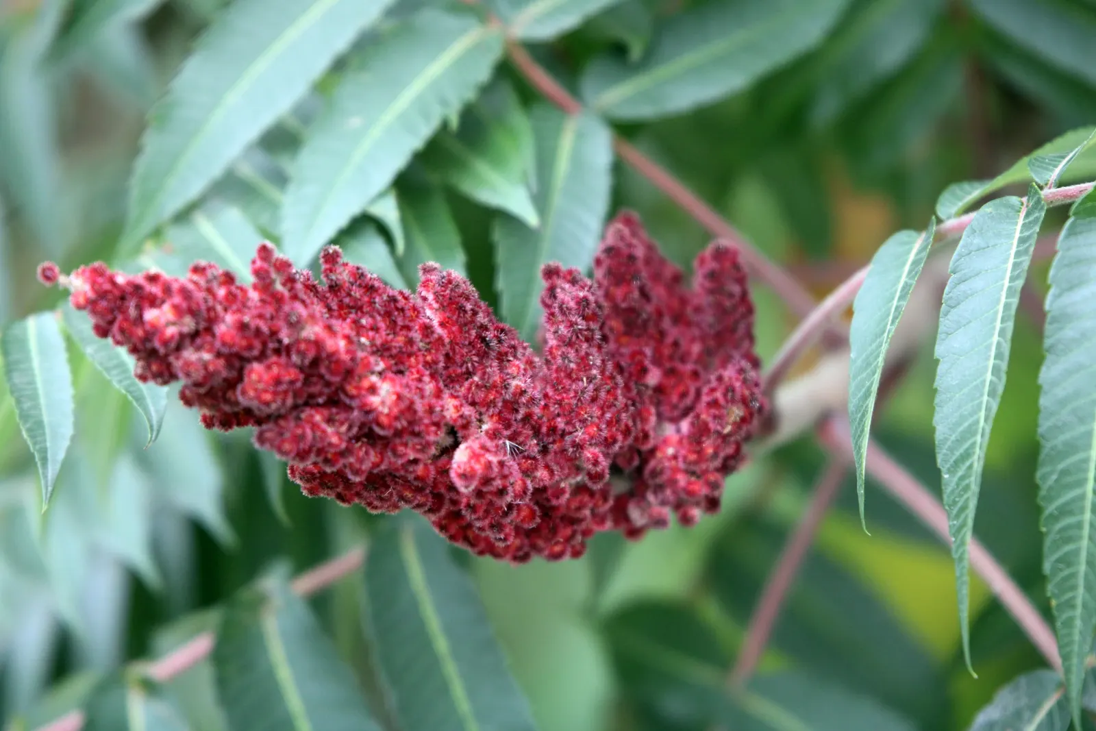 Staghorn Sumac (Rhus Typhina) — this plant is well-suited to USDA hardiness zones 4 through 8.<br><br>Notable for its furry