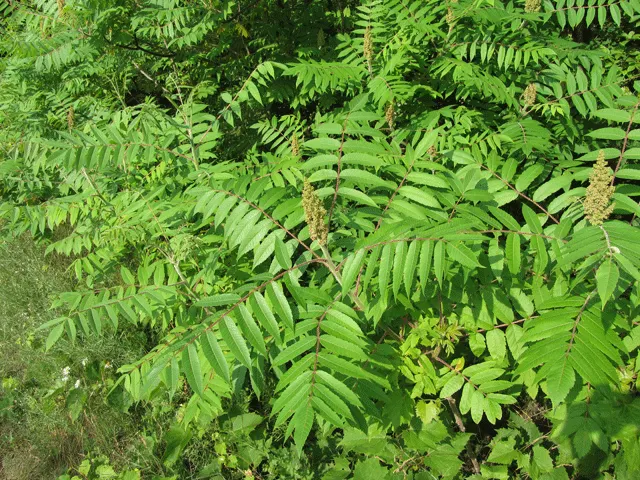 Staghorn Sumac (Rhus Typhina) — a striking deciduous shrub or small tree; provide a lush green canopy, image 107