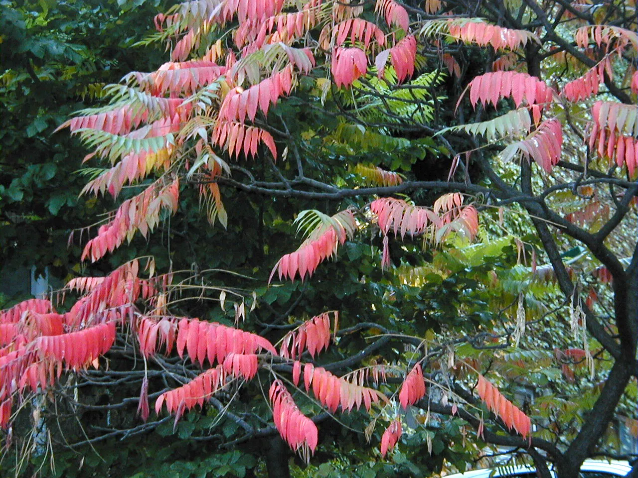 Staghorn Sumac (Rhus Typhina) — antler-like branches that resemble a male deer's antlers in velvet; offering a brilliant autumnal display.<br><br>Furthermore