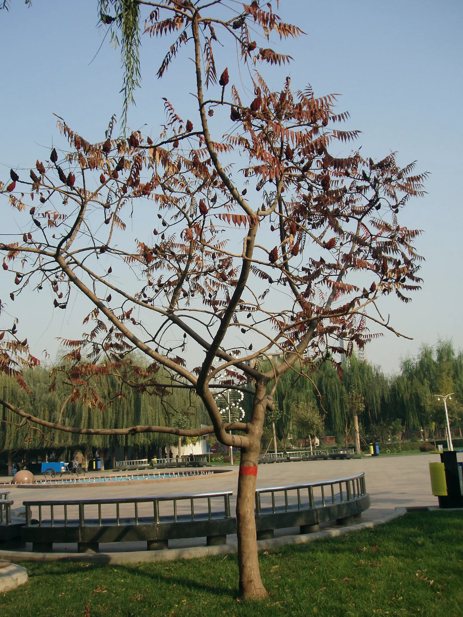 Staghorn Sumac (Rhus Typhina) — Regular pruning may be necessary to maintain its shape and size within the intended space