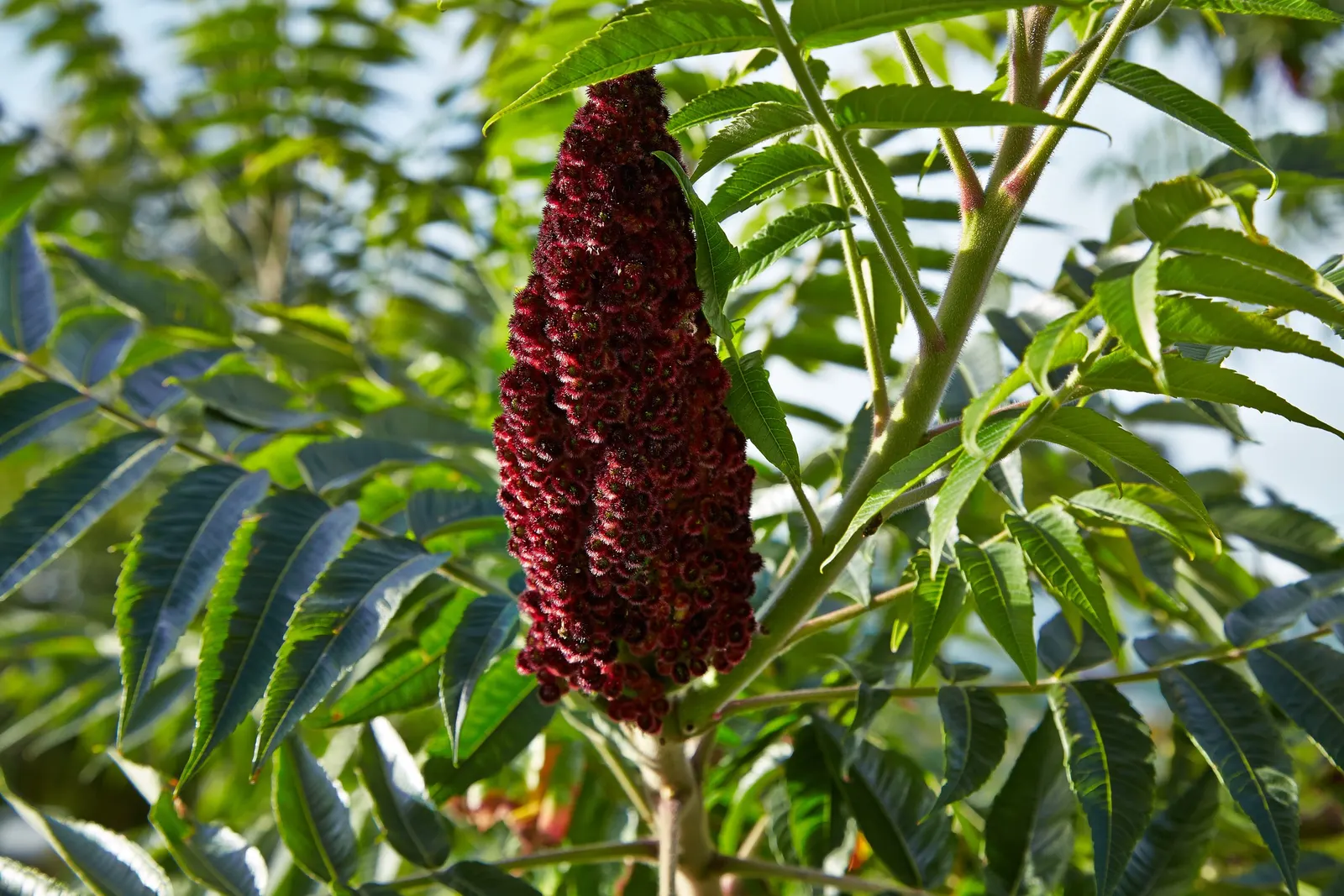 Staghorn Sumac (Rhus Typhina) — It typically stands 15 to 25 feet in height with an equal spread, though it can sometimes reach up to 35 feet, image 76