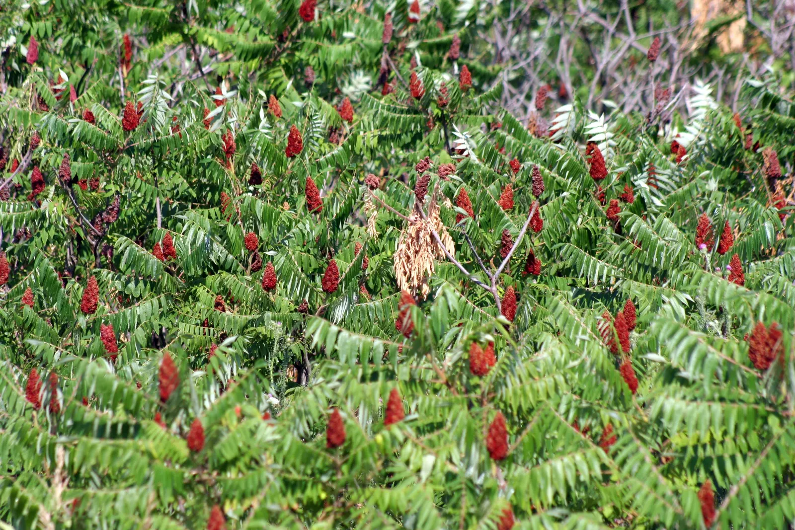 Staghorn Sumac (Rhus Typhina) — making it a resilient choice for many landscapes.<br><br>During the growing season