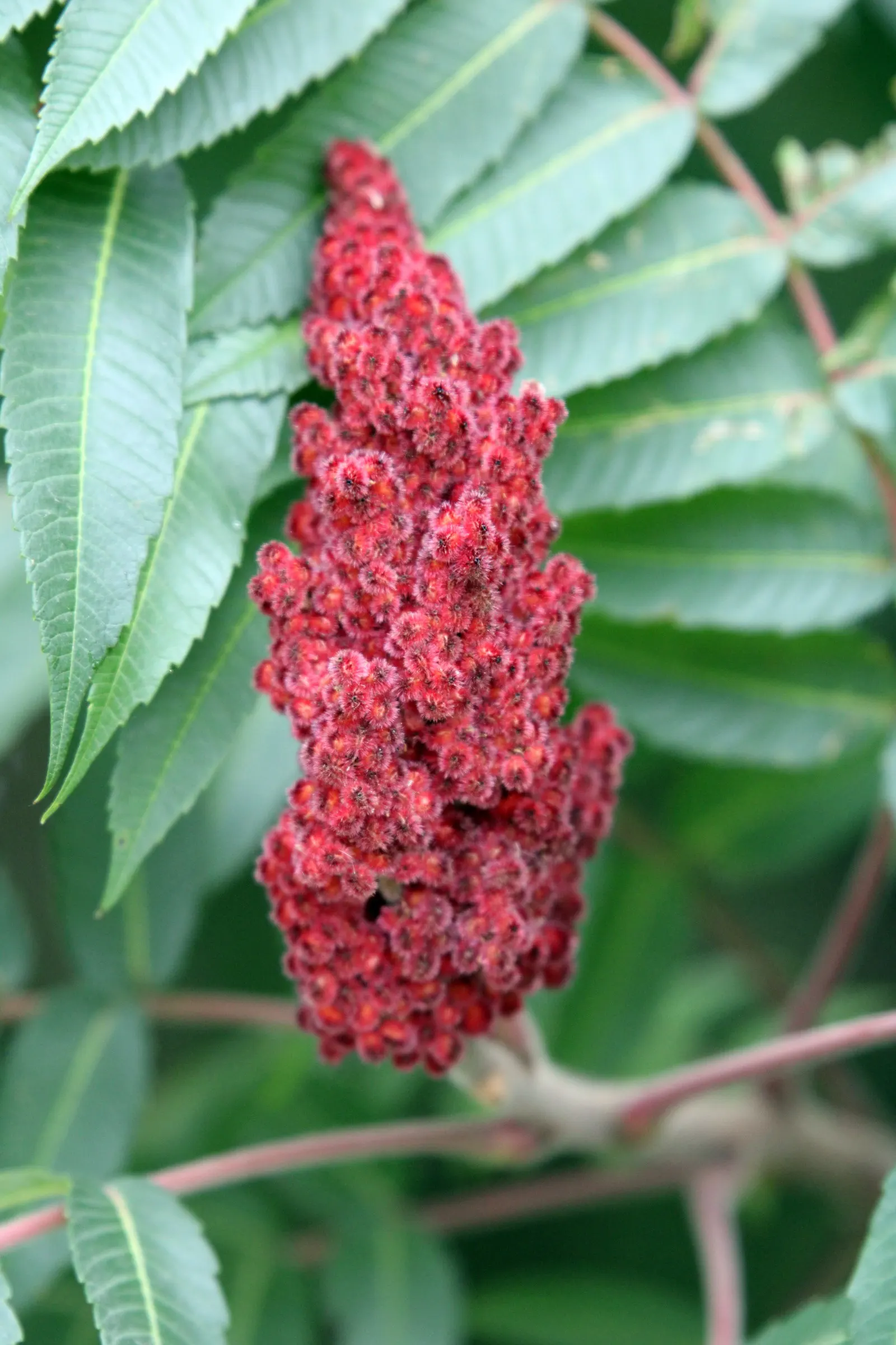 Staghorn Sumac (Rhus Typhina) — this plant is well-suited to USDA hardiness zones 4 through 8.<br><br>Notable for its furry; the plant prefers well-draining