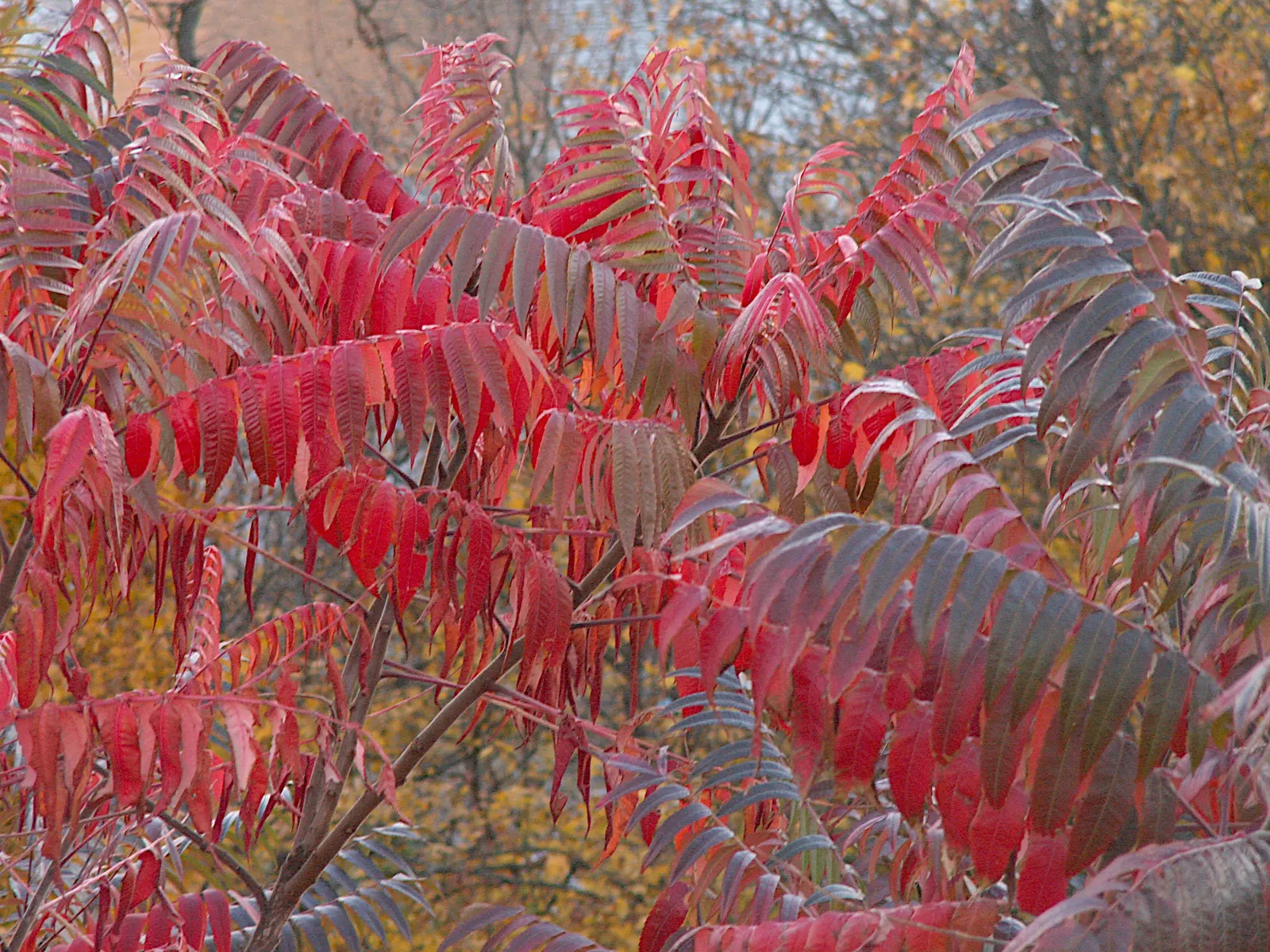 Staghorn Sumac (Rhus Typhina) — the foliage transforms into spectacular shades of yellow; this plant is well-suited to USDA hardiness zones 4 through
