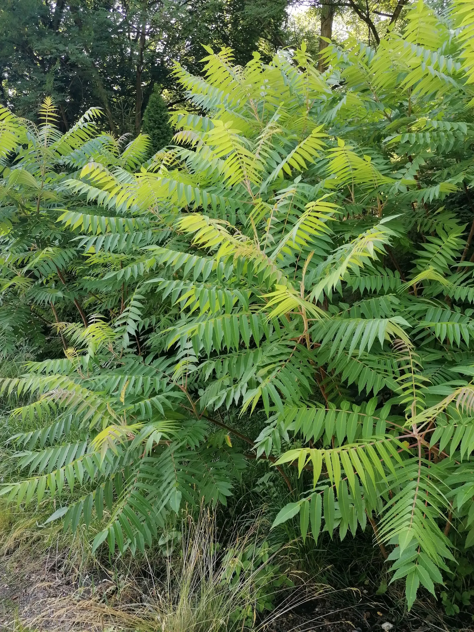 Staghorn Sumac (Rhus Typhina) — A native to the Northeastern United States; a striking deciduous shrub or small tree, image 110