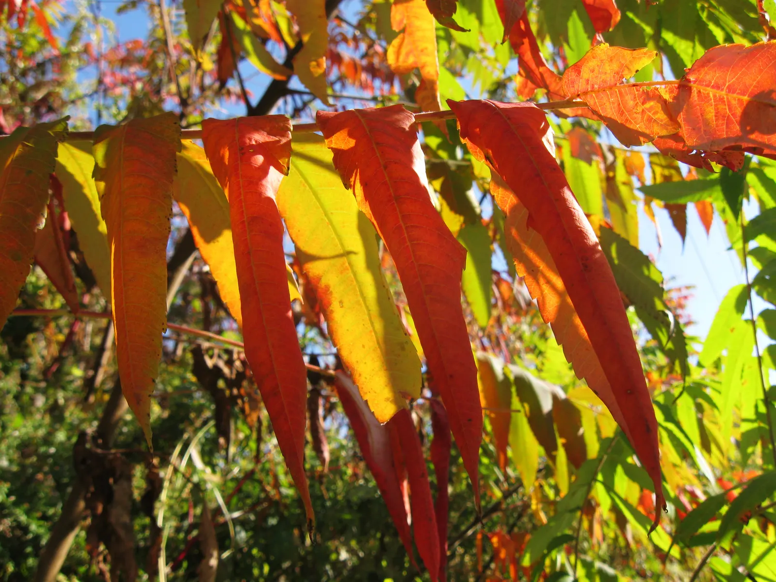 Staghorn Sumac (Rhus Typhina) — It typically stands 15 to 25 feet in height with an equal spread, though it can sometimes reach up to 35 feet, image 109