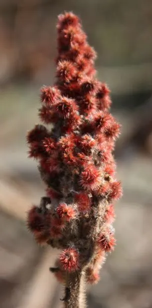 Staghorn Sumac (Rhus Typhina) — making it a resilient choice for many landscapes.<br><br>During the growing season, image 83