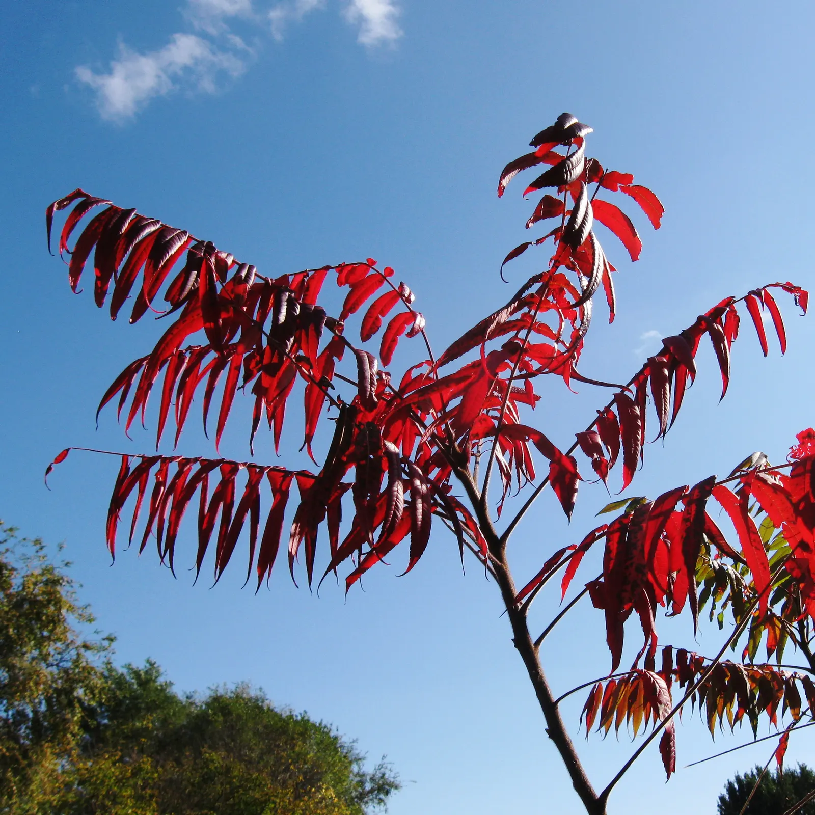 Staghorn Sumac (Rhus Typhina) — Regular pruning may be necessary to maintain its shape and size within the intended space; is celebrated for its ornamental
