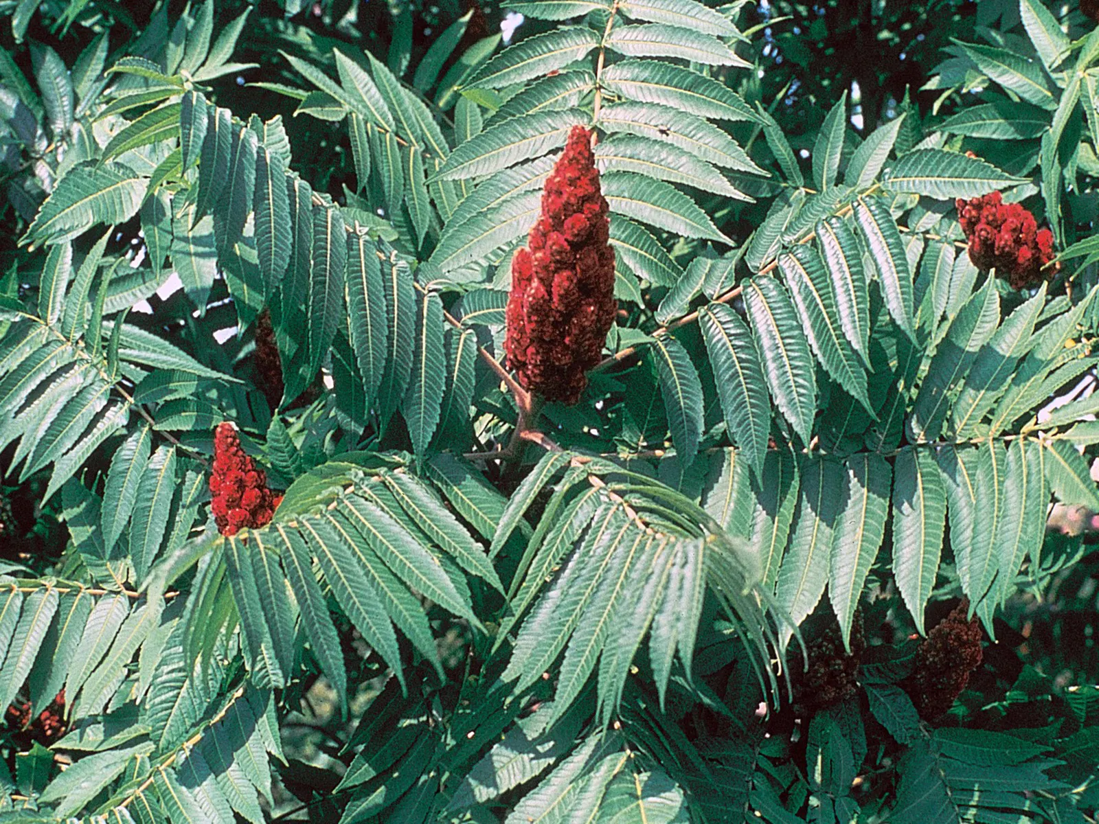 Staghorn Sumac (Rhus Typhina) — which can grow up to 2 feet in length; with its engaging aesthetics and low-maintenance nature