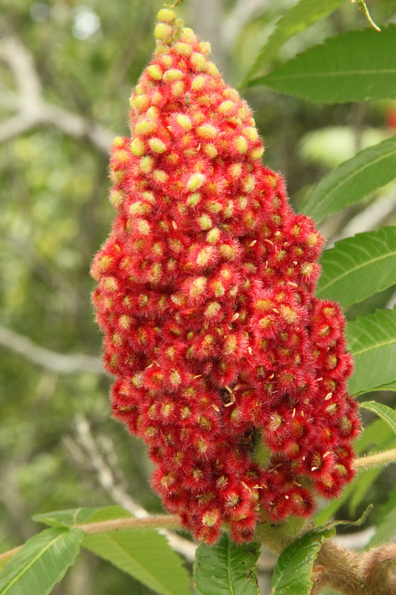 Staghorn Sumac (Rhus Typhina) — A native to the Northeastern United States; a striking deciduous shrub or small tree