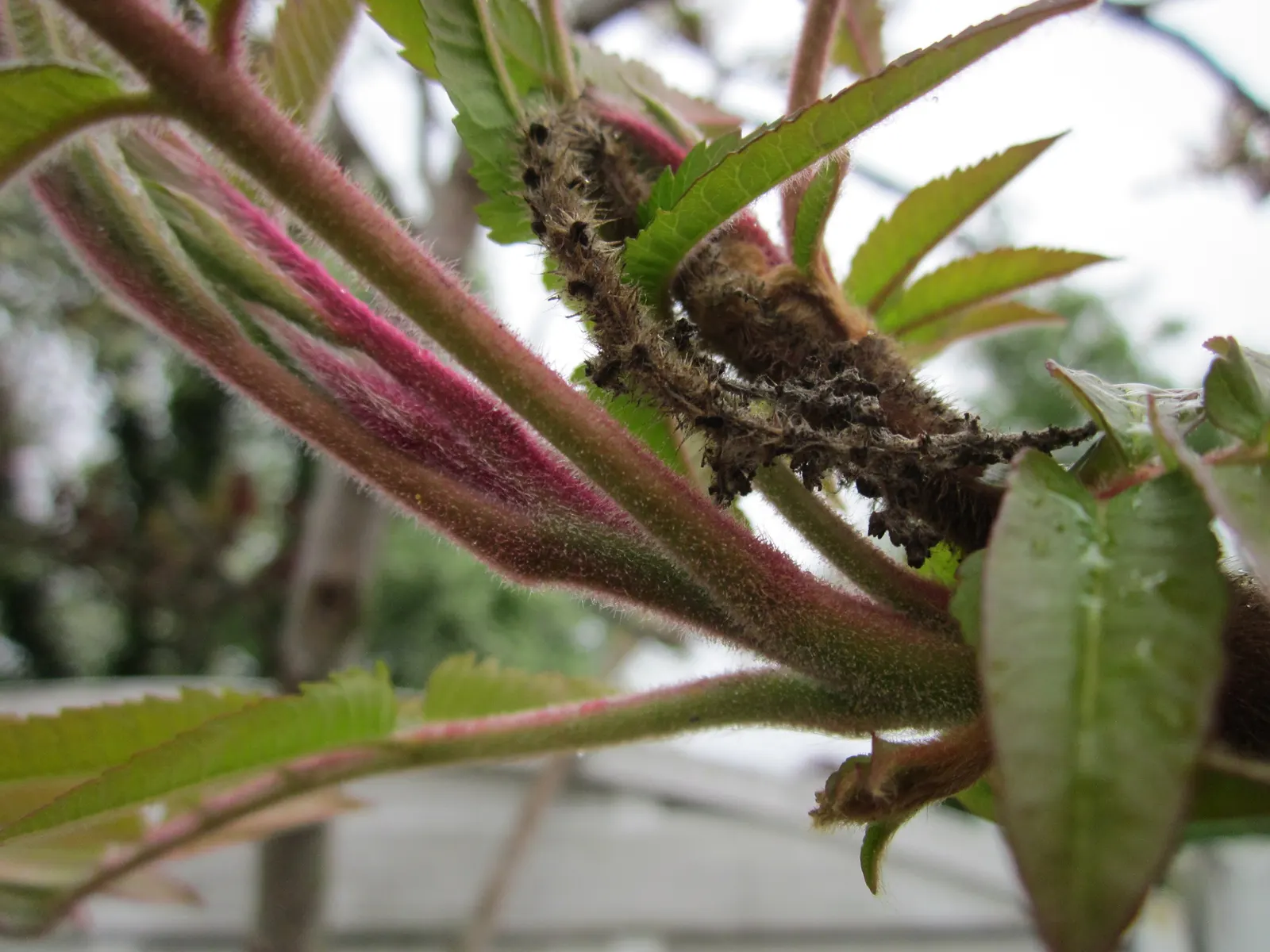 Staghorn Sumac (Rhus Typhina) — Renowned for its vibrant fall foliage in shades of yellow; a native to the Northeastern United States, image 101