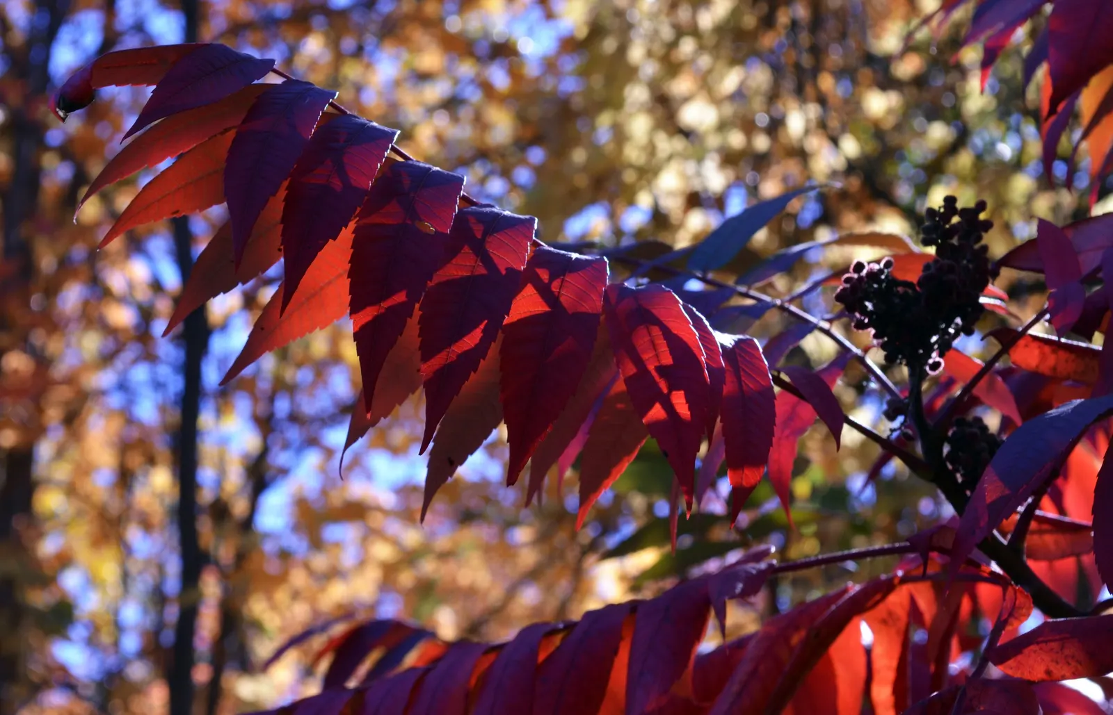 Staghorn Sumac (Rhus Typhina) — Staghorn Sumac is an excellent choice for adding structure and seasonal color to any garden; staghorn Sumac produces dense