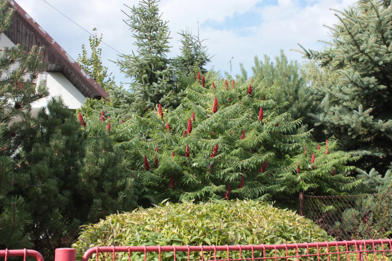 Staghorn Sumac (Rhus Typhina) — A native to the Northeastern United States