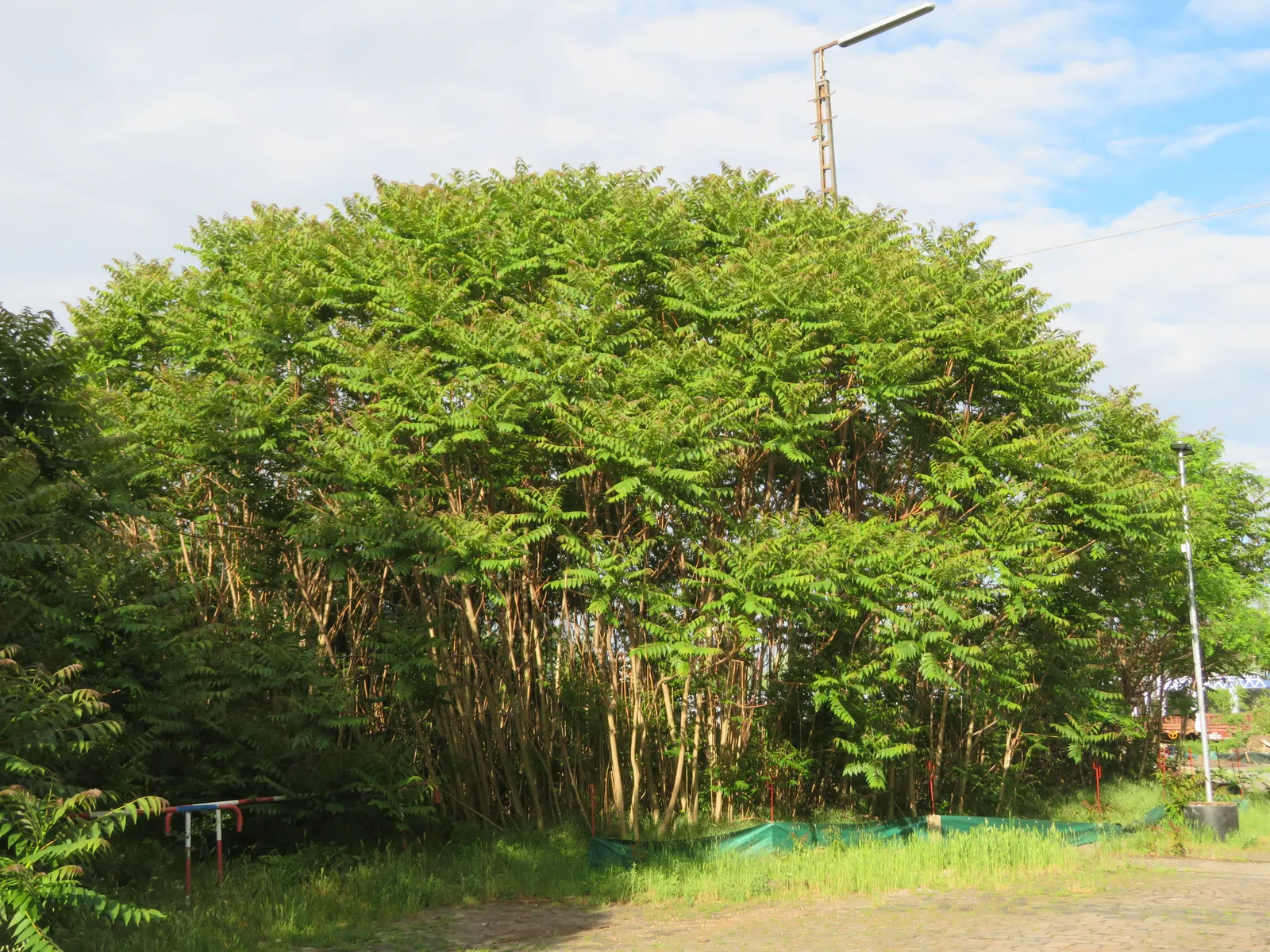 Staghorn Sumac (Rhus Typhina) — this plant features velvety branches resembling deer antlers; its pinnately compound leaves