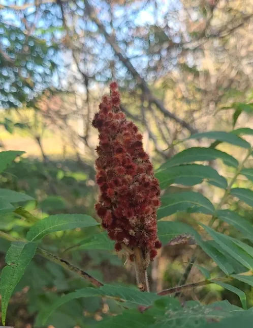 Staghorn Sumac (Rhus Typhina) — its pinnately compound leaves