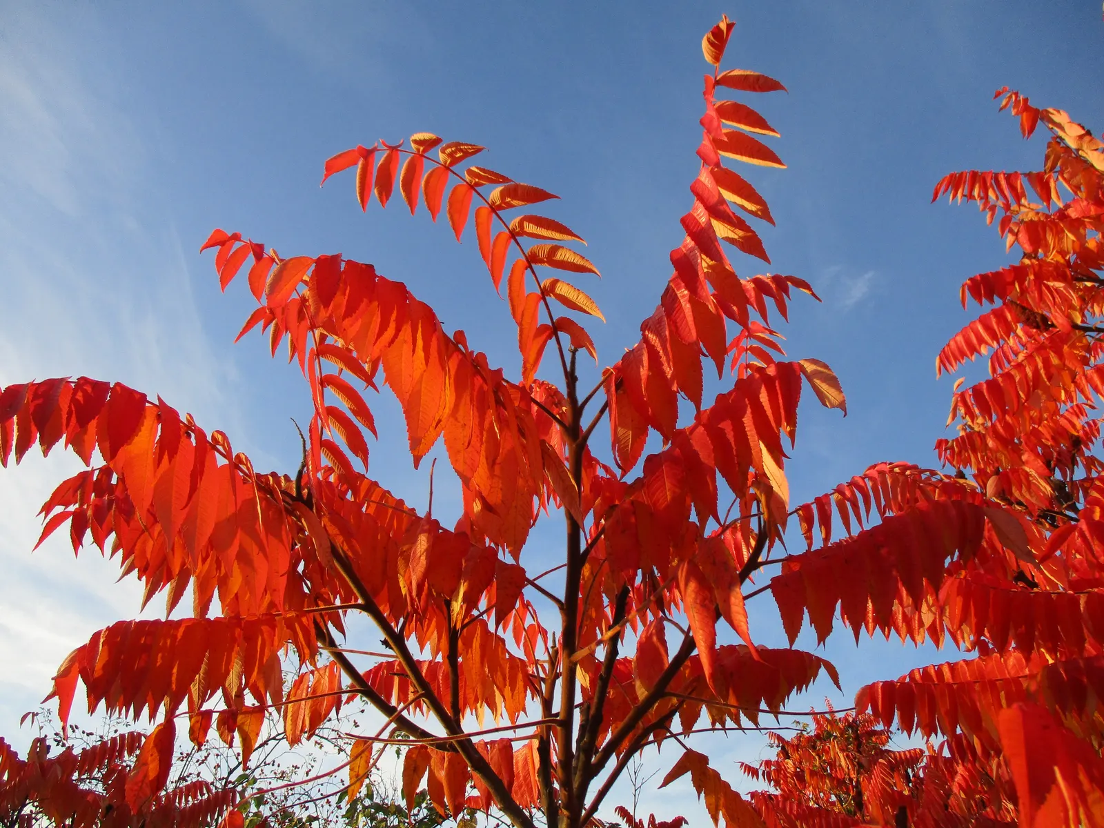 Staghorn Sumac (Rhus Typhina) — the foliage transforms into spectacular shades of yellow; this plant is well-suited to USDA hardiness zones 4, image 87