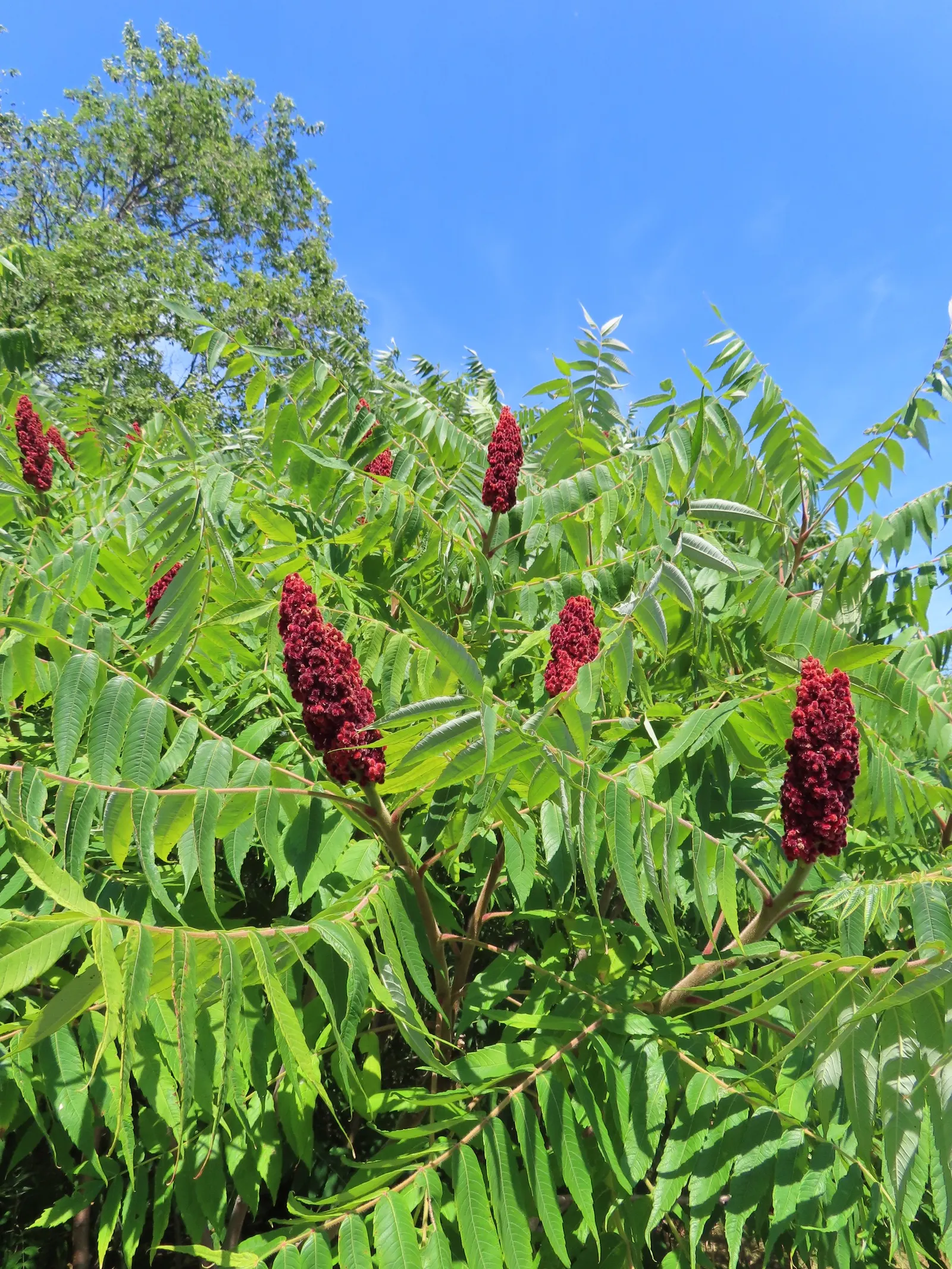 Staghorn Sumac (Rhus Typhina) — Sumacs produce crimson fruit clusters, adding winter interest; red berries that linger into winter