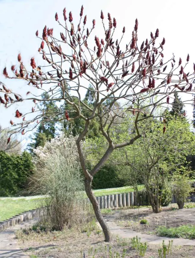 Staghorn Sumac (Rhus Typhina) — including dry and poor soils; it typically stands 15 to 25 feet in height with an equal spread, though it can, image 115