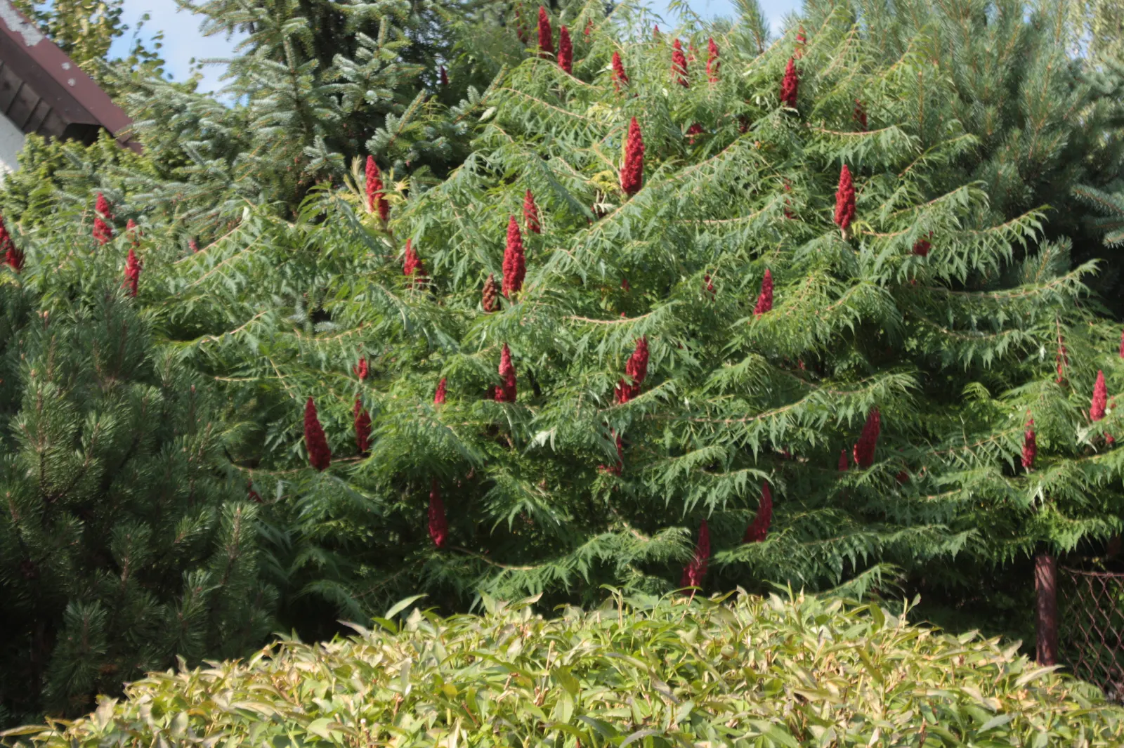 Staghorn Sumac (Rhus Typhina) — shrub / tree for full or half or shade; regular pruning may be necessary to maintain its shape and size within the, image 99