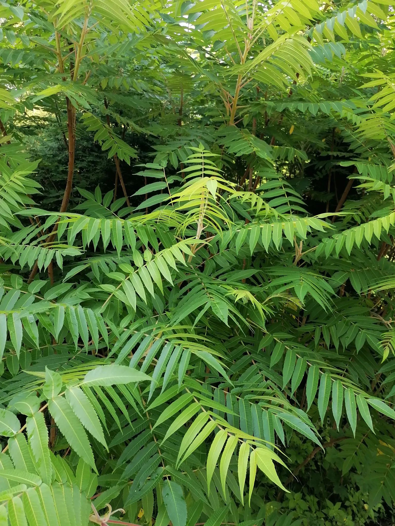 Staghorn Sumac (Rhus Typhina) — the Staghorn Sumac thrives in full sun to partial shade