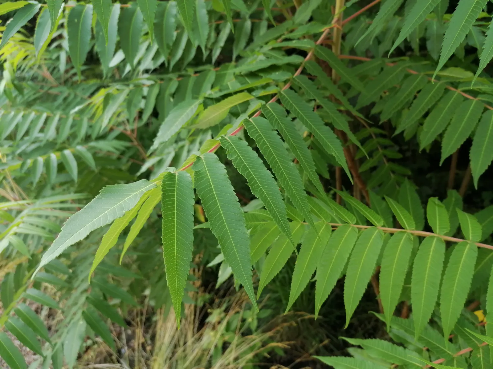 Staghorn Sumac (Rhus Typhina) — adding multi-season interest
